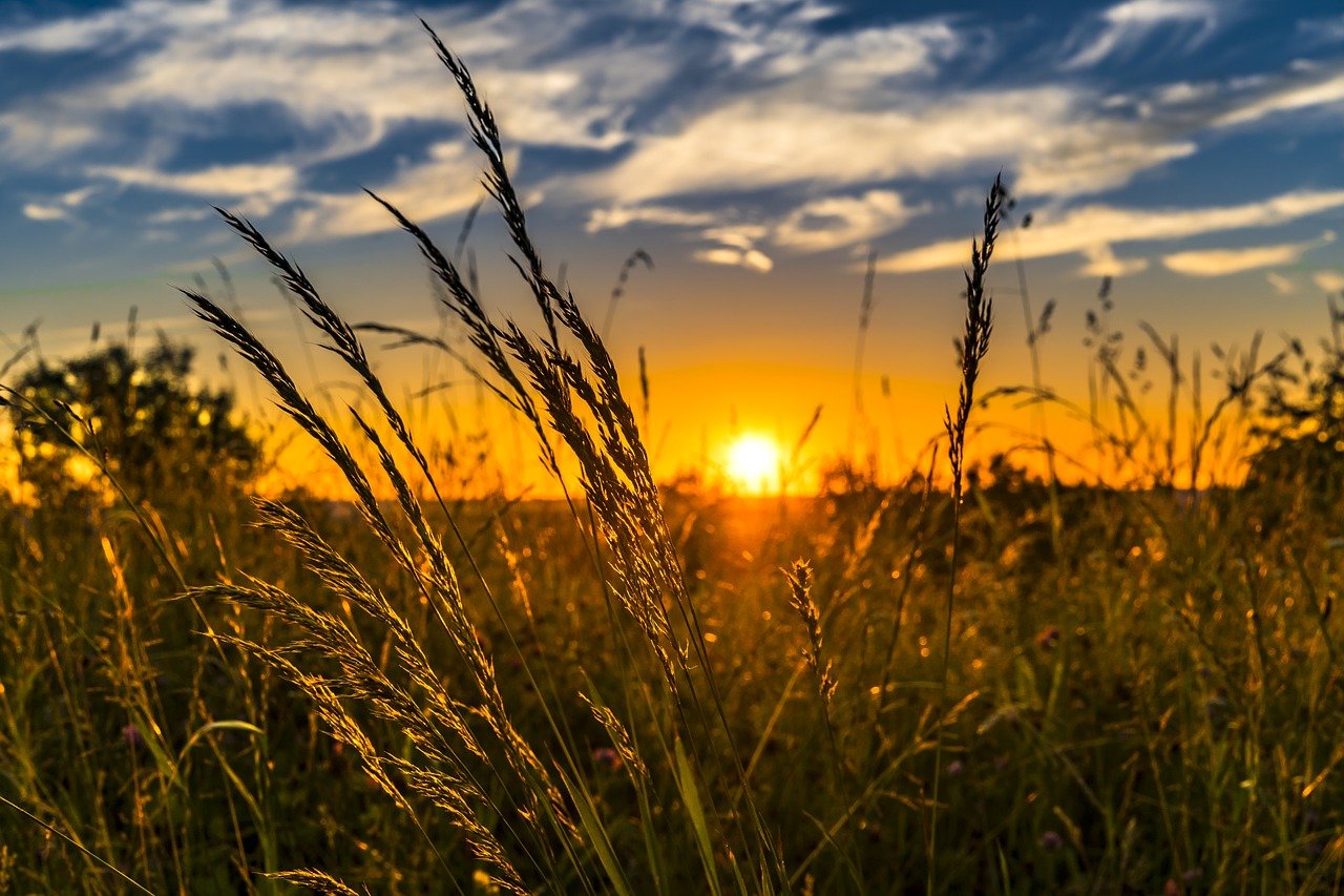 Sagome di erba alta contro un vivido tramonto arancione e blu, atmosfera calda e serena